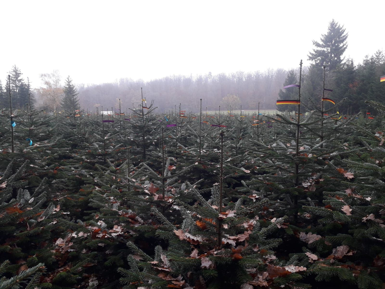 Lichtung mit vielen Tannenbäumen