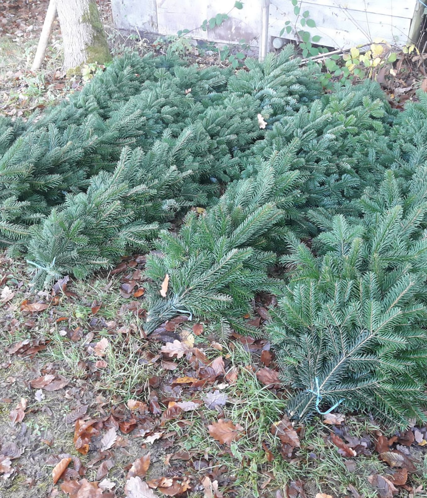 verschiedene grüne Tannenzweige die auf dem Boden liegen