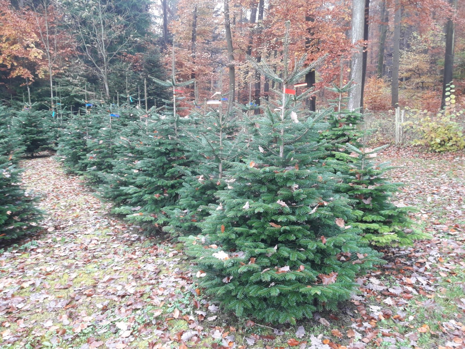 Kleinere Tannenbäume die in einer Reihe stehen