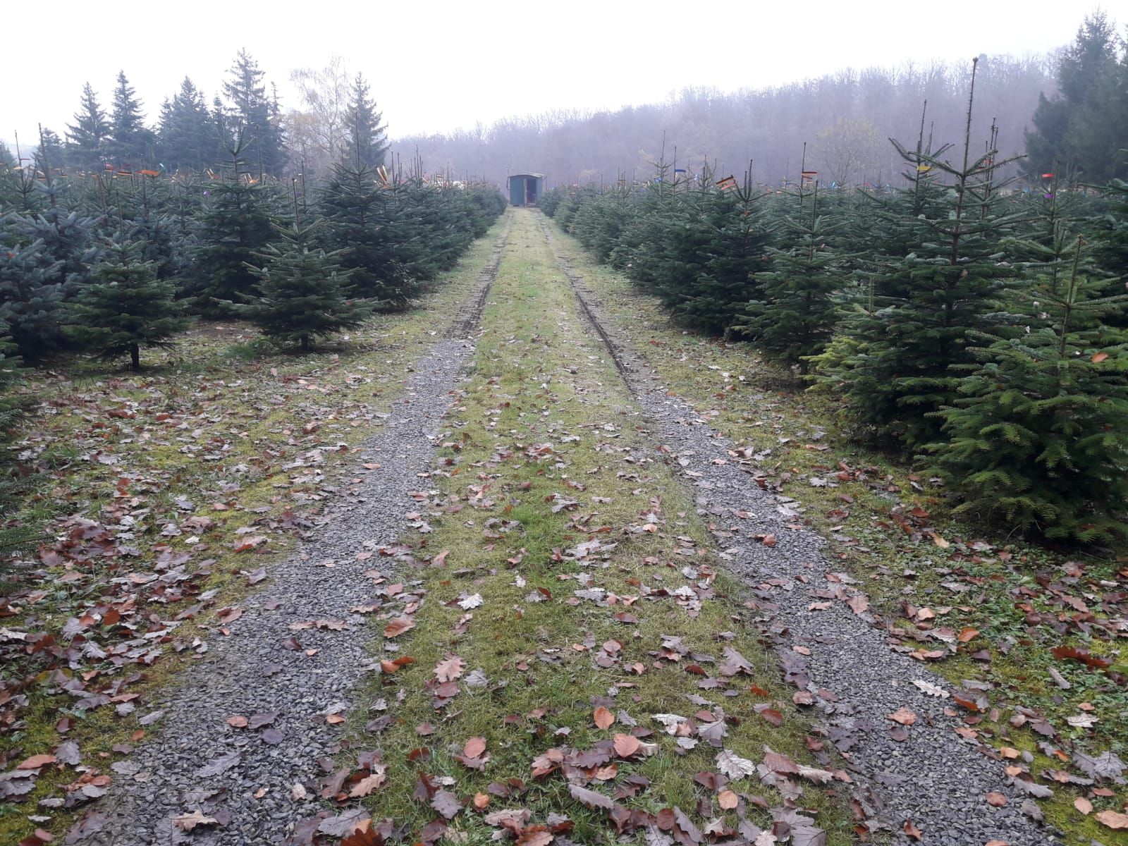 Weg der zwischen Tannenbäumen durchführt